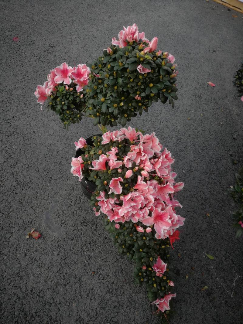 杜鹃花盆栽各种品种造型杜鹃花盆栽映山红杜鹃花盆景