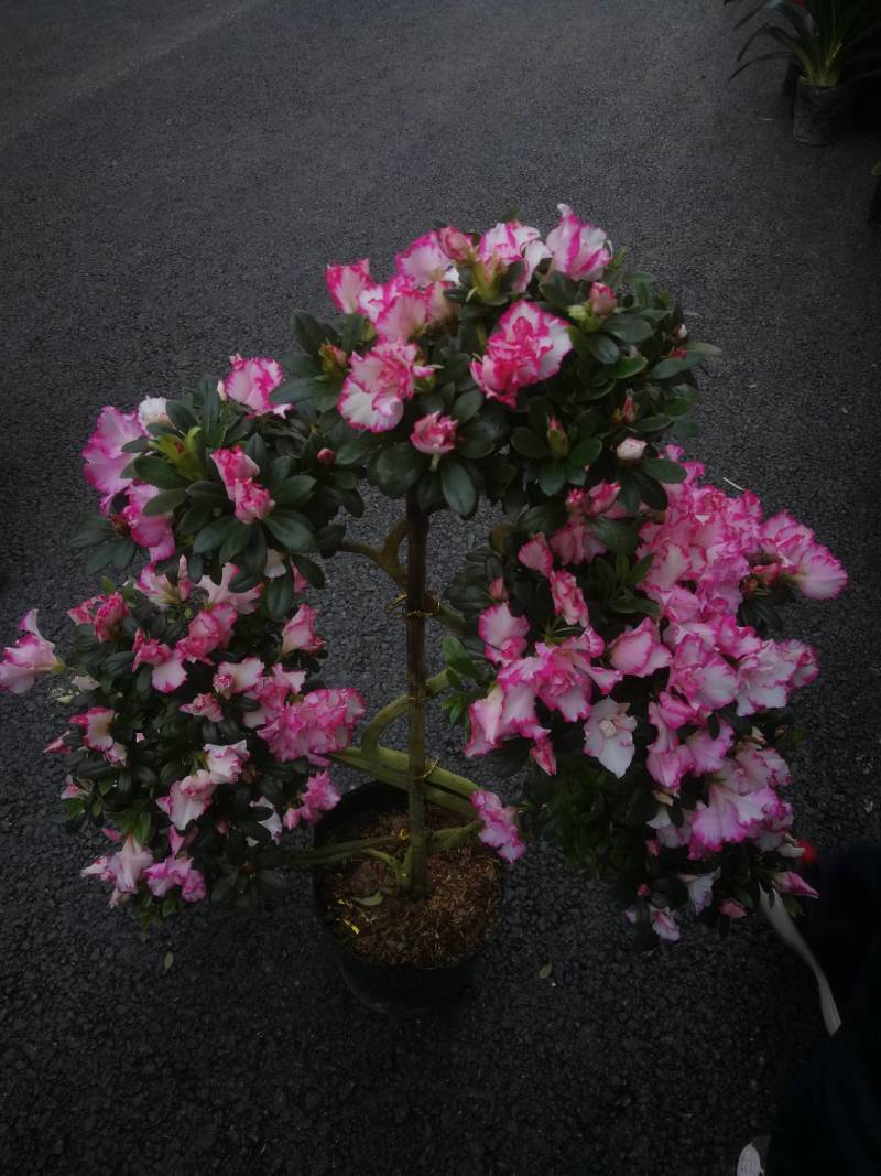 杜鹃花盆栽各种品种造型杜鹃花盆栽映山红杜鹃花盆景