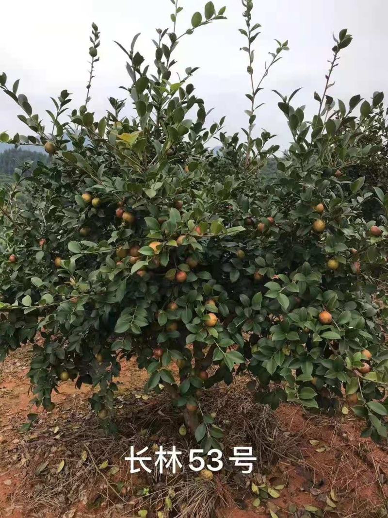 优质速生长林系列油茶苗
