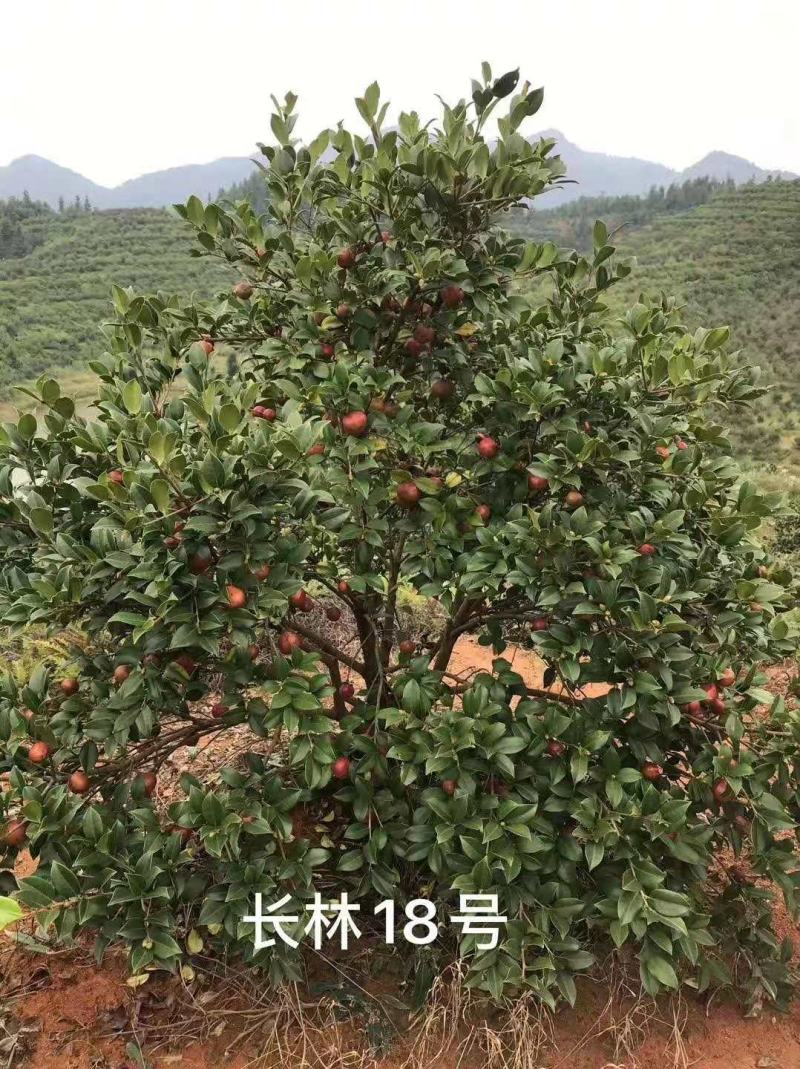 优质速生长林系列油茶苗