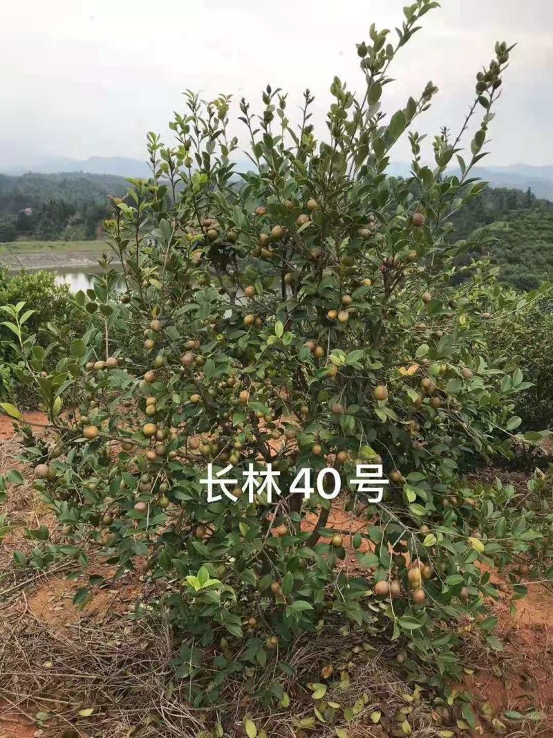 优质速生长林系列油茶苗