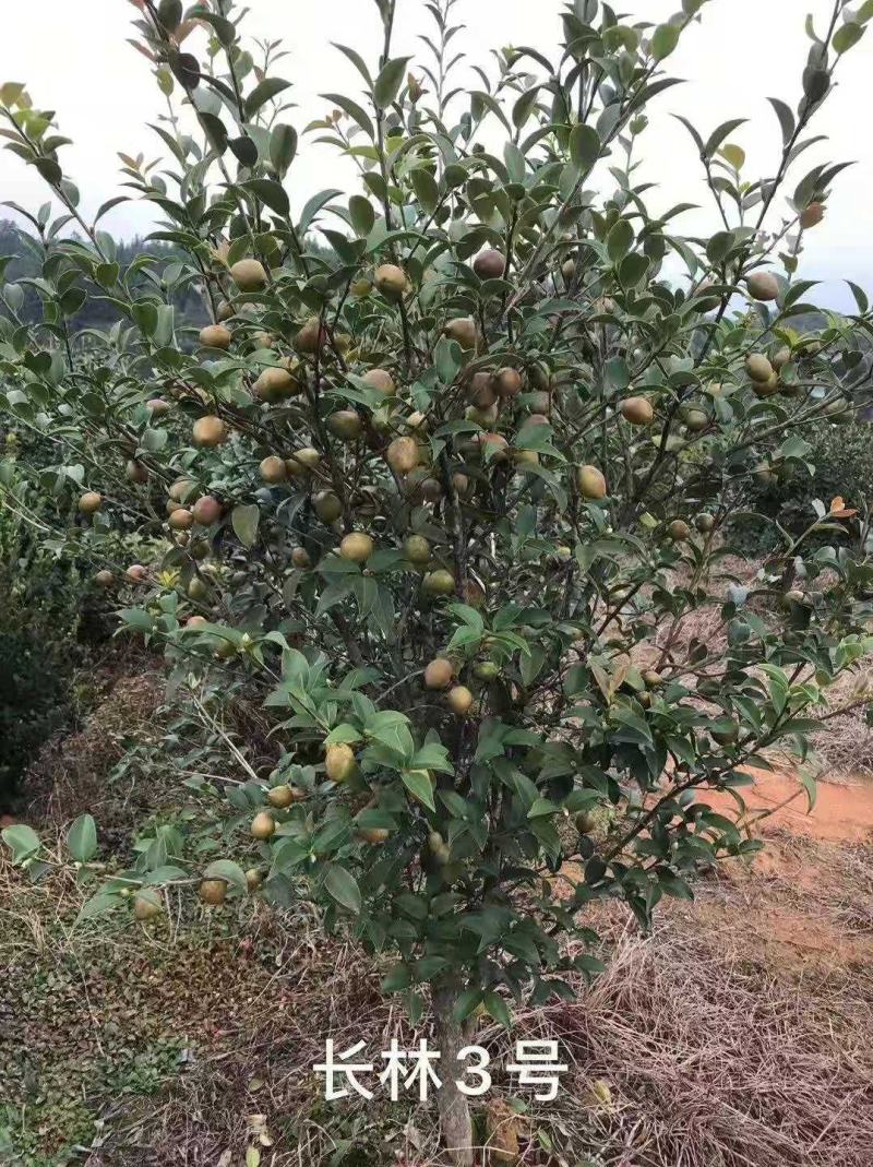 优质速生长林系列油茶苗