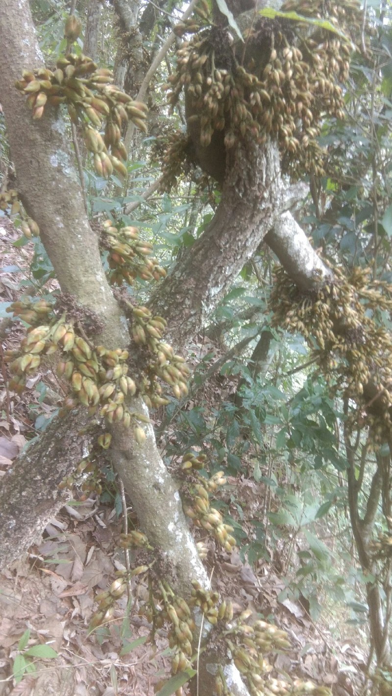 黑血藤，野生的药用价值高，