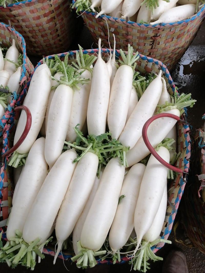 柳州春季精品白萝卜热卖中，欢迎选购。