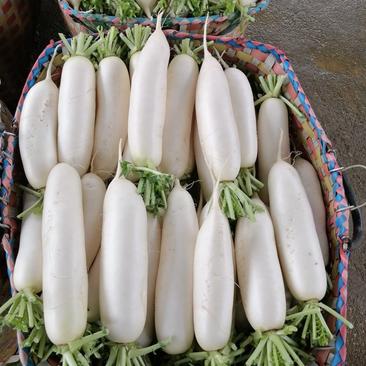 柳州春季精品白萝卜热卖中，欢迎选购。