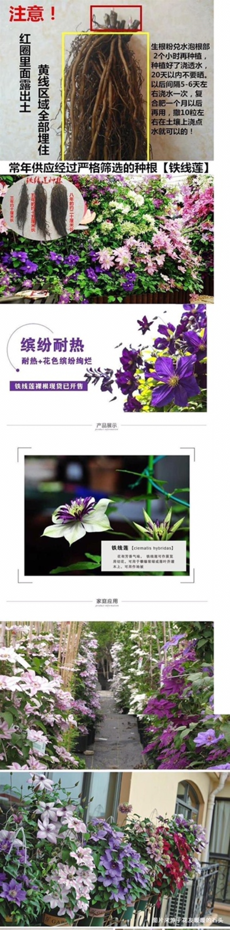 铁线莲种根盆栽攀援爬藤球根植物花卉阳台绿植重瓣转子莲