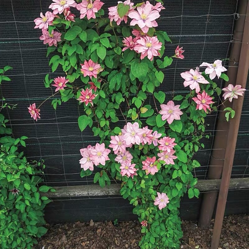 铁线莲种根盆栽攀援爬藤球根植物花卉阳台绿植重瓣转子莲