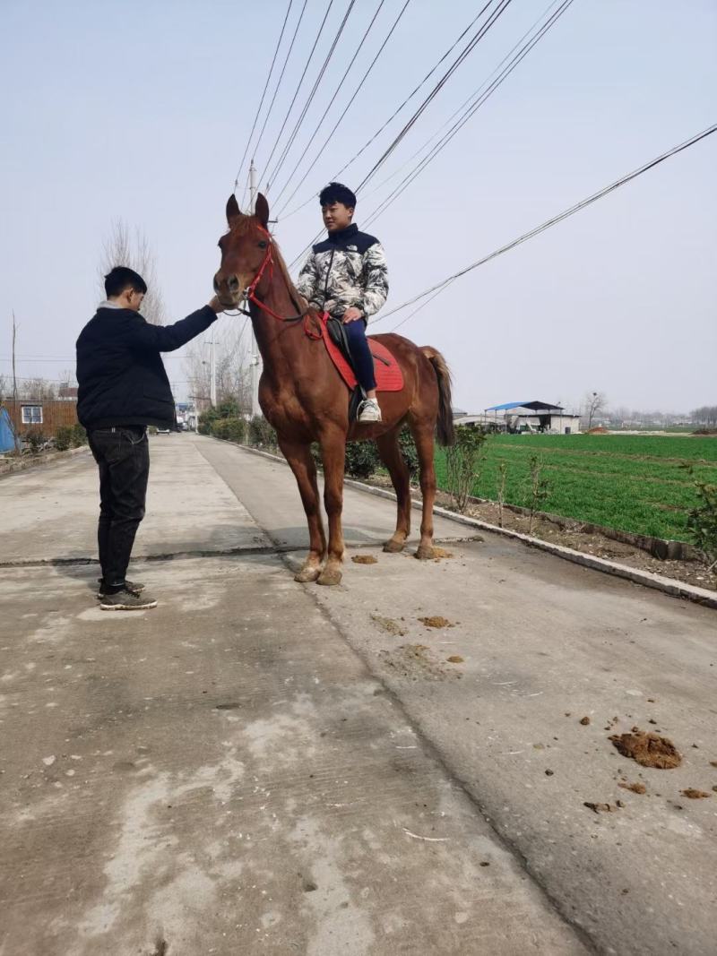 小孩骑的马白龙马，安达卢西亚，漂亮的马俱乐部专业调教