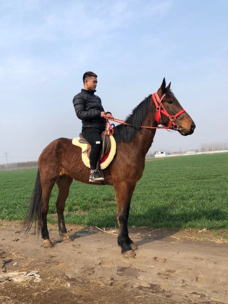小孩骑的马白龙马，安达卢西亚，漂亮的马俱乐部专业调教