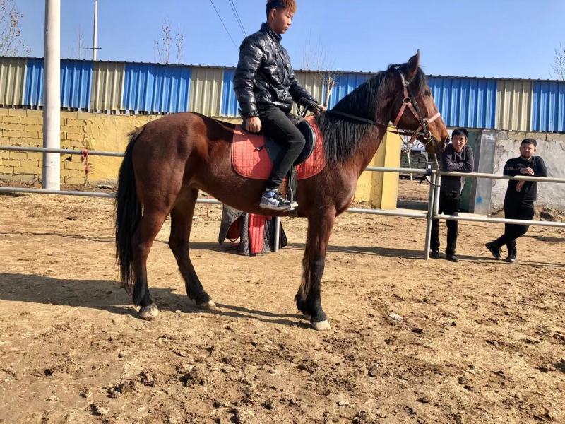 小孩骑的马白龙马，安达卢西亚，漂亮的马俱乐部专业调教