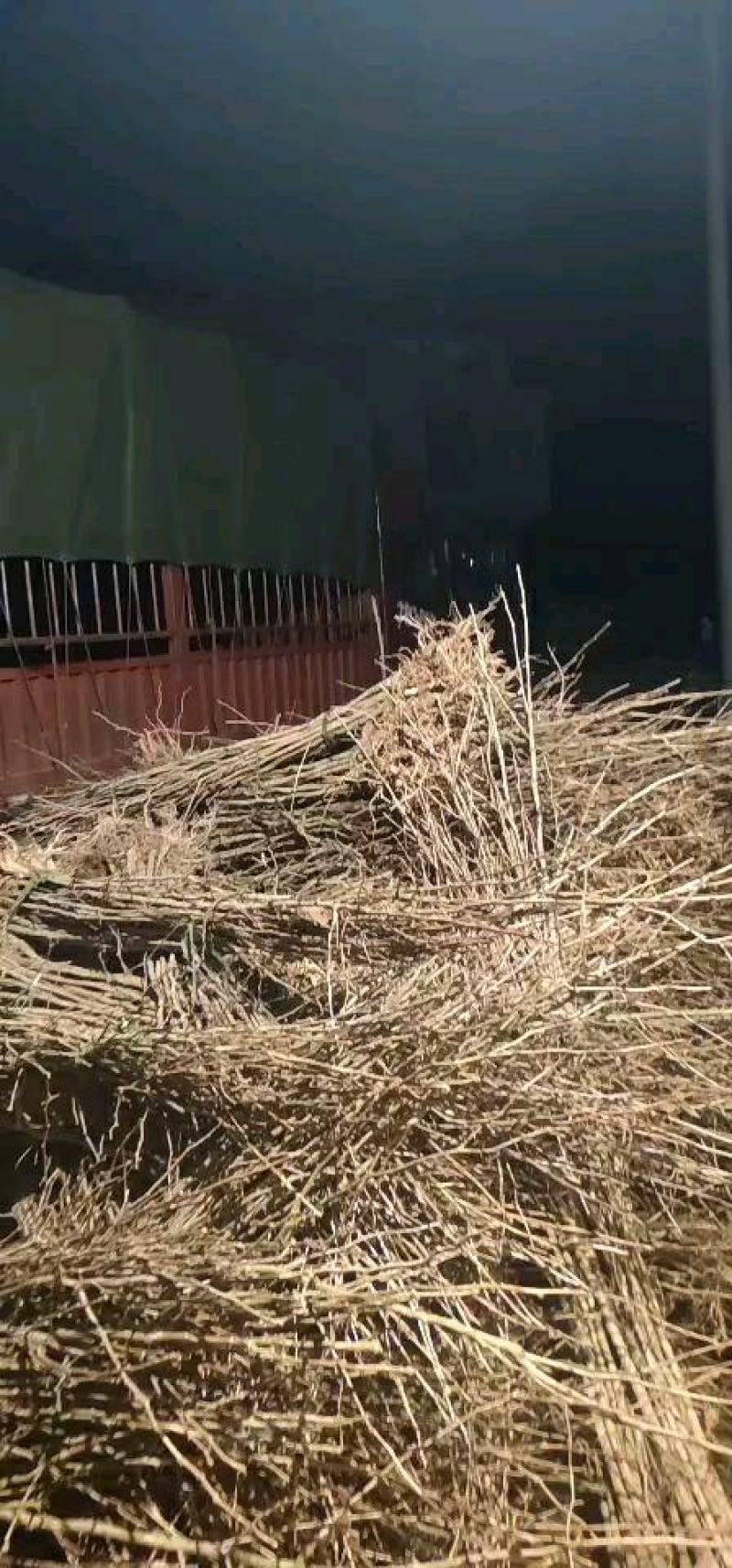 银杏树，银杏小苗，裸根银杏精品量大从优，