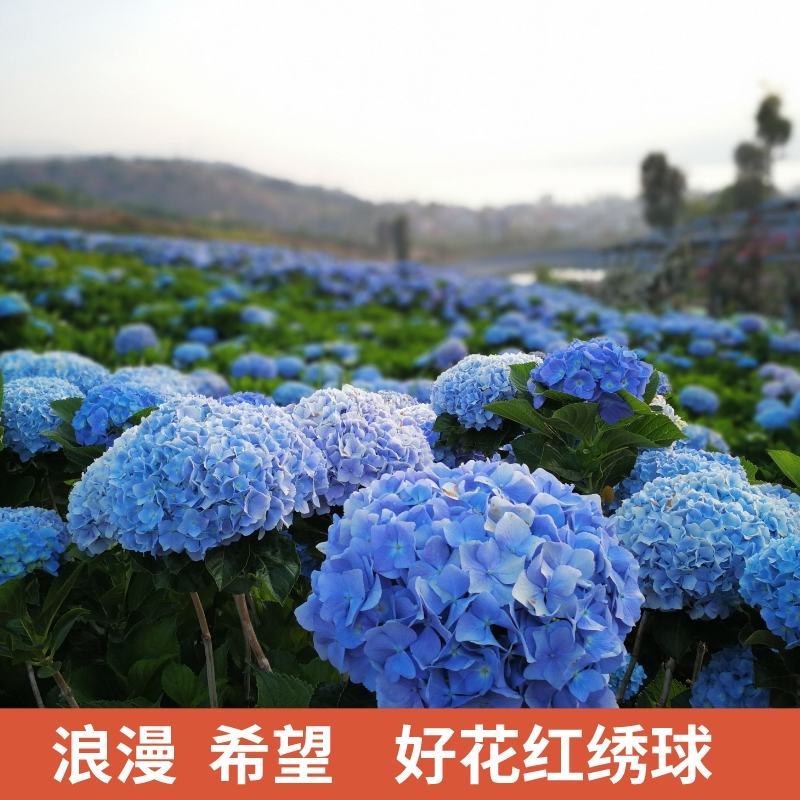 无尽夏绣球花苗八仙花耐寒老桩大花四季盆栽地栽阳台庭院老根