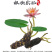 睡莲根块带花苞鱼缸睡莲花水培植物四季室内盆栽大型池塘睡莲