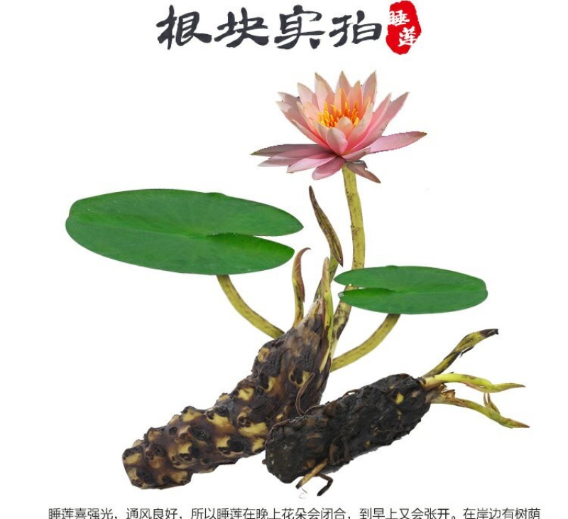 睡莲根块带花苞鱼缸睡莲花水培植物四季室内盆栽大型池塘睡莲