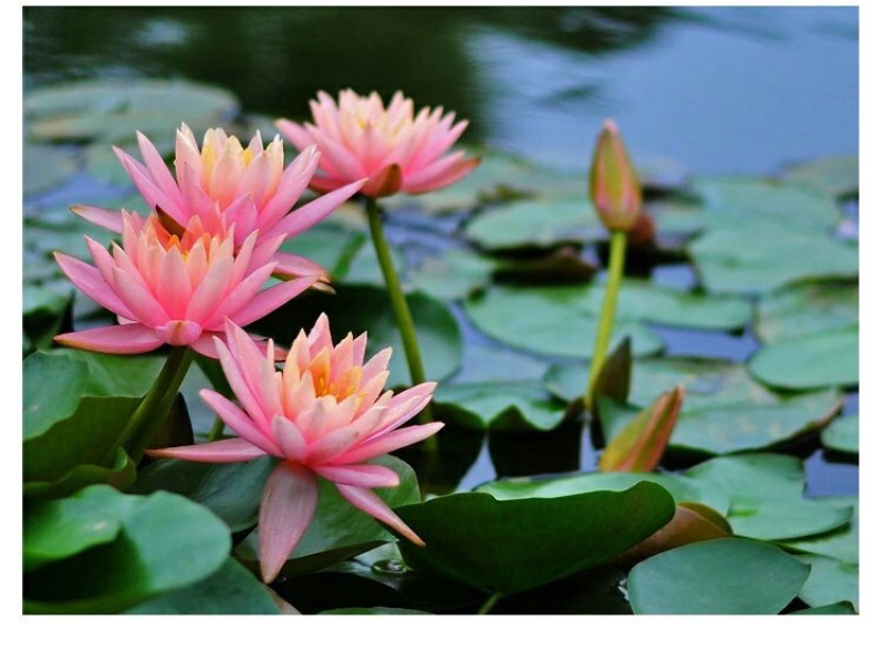 睡莲根块带花苞鱼缸睡莲花水培植物四季室内盆栽大型池塘睡莲