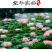 睡莲根块带花苞鱼缸睡莲花水培植物四季室内盆栽大型池塘睡莲