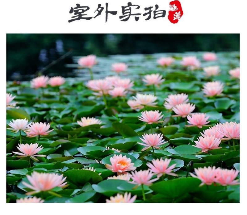 睡莲根块带花苞鱼缸睡莲花水培植物四季室内盆栽大型池塘睡莲