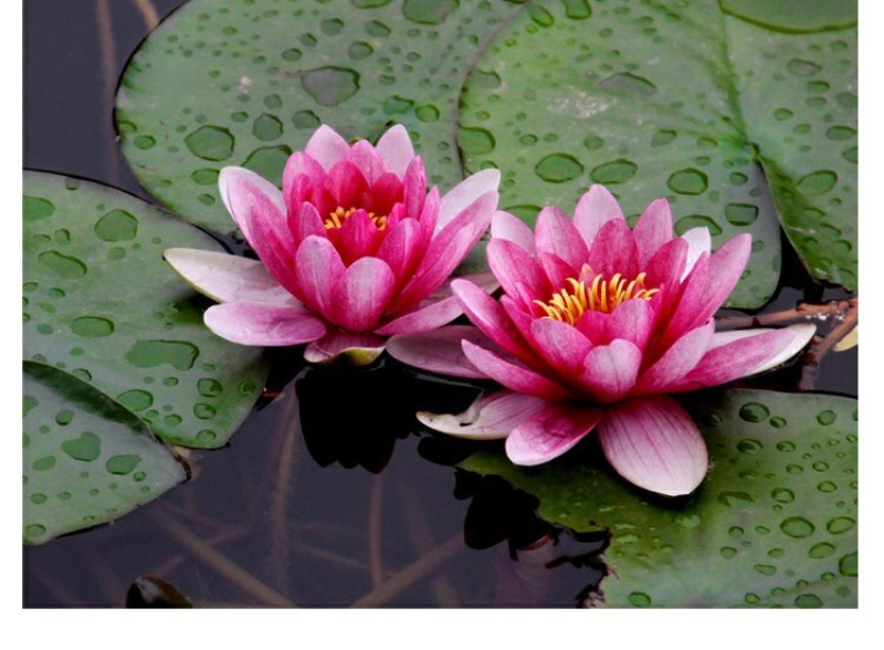 睡莲根块带花苞鱼缸睡莲花水培植物四季室内盆栽大型池塘睡莲
