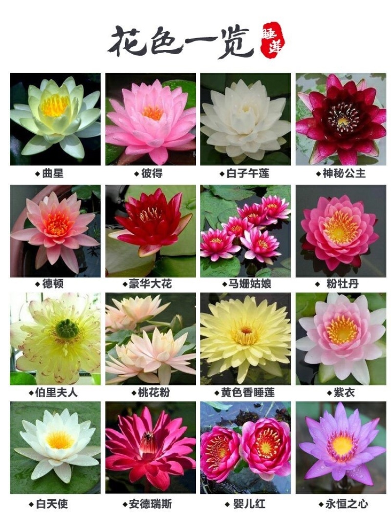 睡莲根块带花苞鱼缸睡莲花水培植物四季室内盆栽大型池塘睡莲