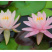 睡莲根块带花苞鱼缸睡莲花水培植物四季室内盆栽大型池塘睡莲