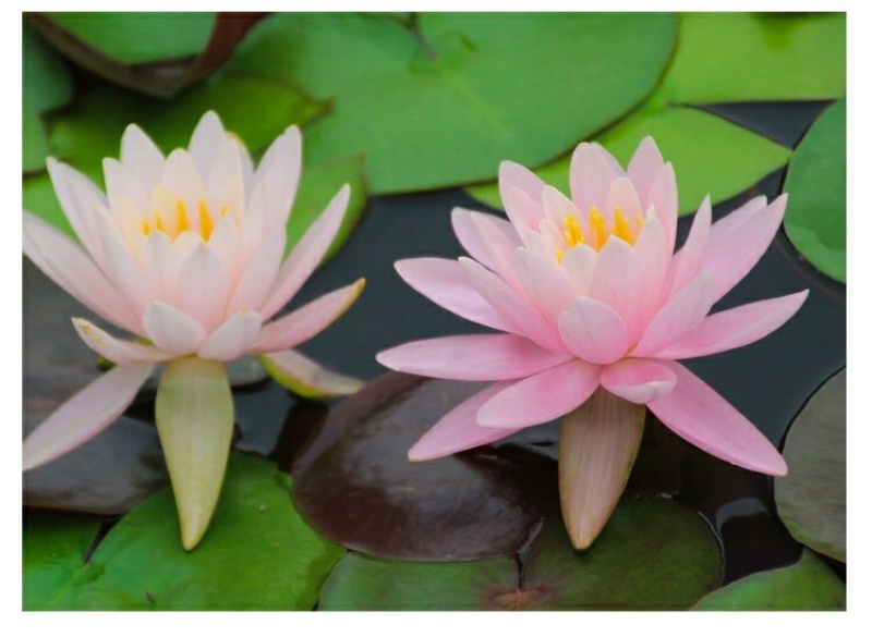 睡莲根块带花苞鱼缸睡莲花水培植物四季室内盆栽大型池塘睡莲