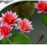 睡莲根块带花苞鱼缸睡莲花水培植物四季室内盆栽大型池塘睡莲