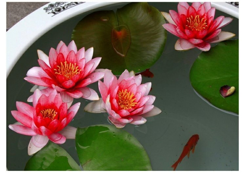 睡莲根块带花苞鱼缸睡莲花水培植物四季室内盆栽大型池塘睡莲