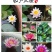 睡莲根块带花苞鱼缸睡莲花水培植物四季室内盆栽大型池塘睡莲