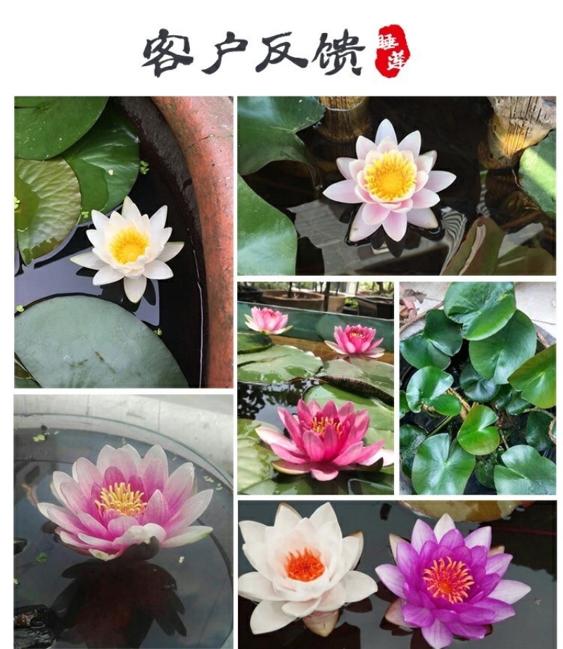 睡莲根块带花苞鱼缸睡莲花水培植物四季室内盆栽大型池塘睡莲