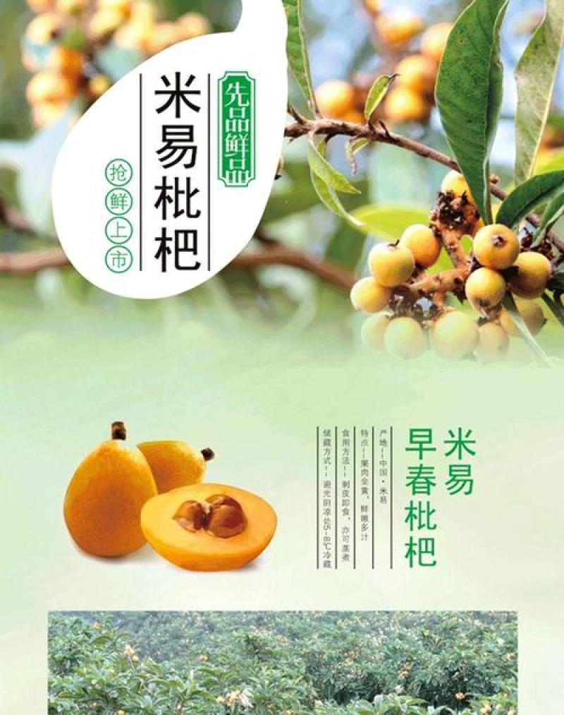 四川攀枝花市米易枇杷