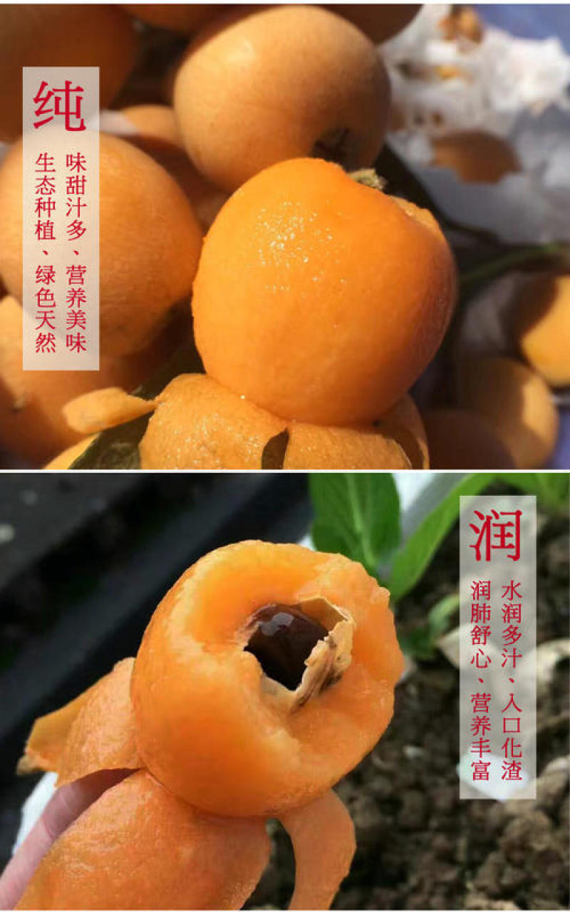 四川攀枝花市米易枇杷