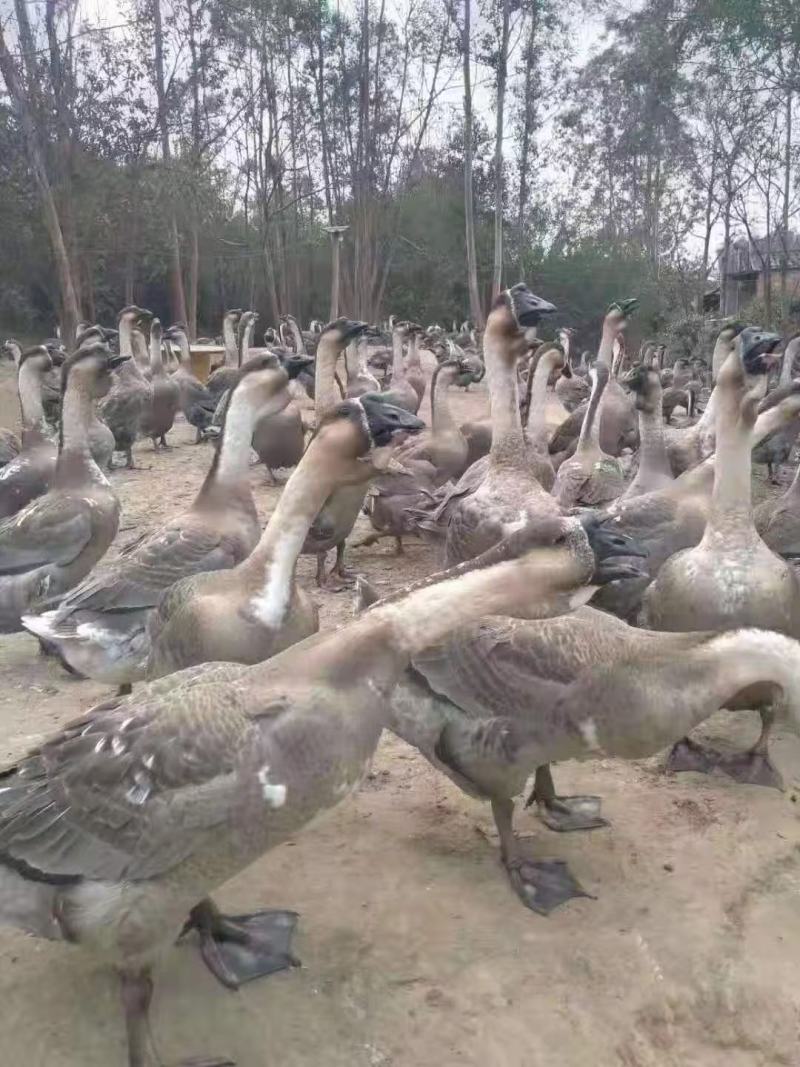 鹅苗黑狮合浦狮头鹅苗苗大好养包邮包成活