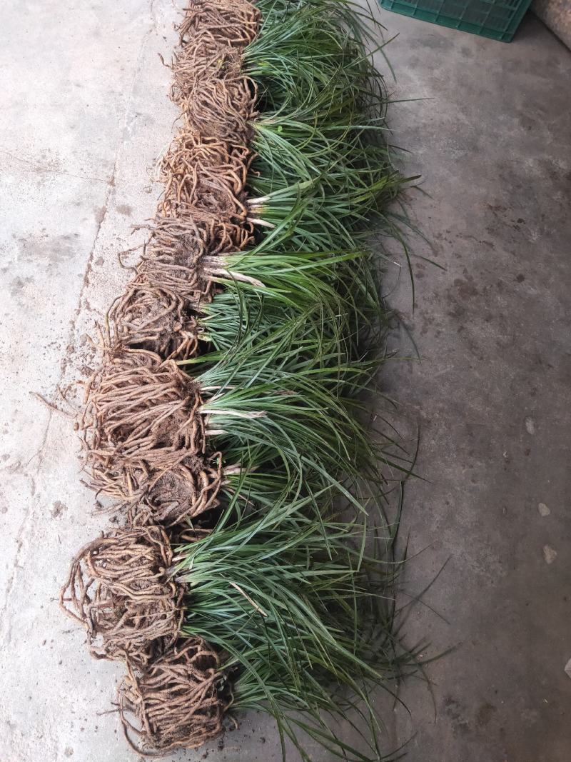 兰花蕙兰春兰盆景2～3年熟草开花浓香批发零售
