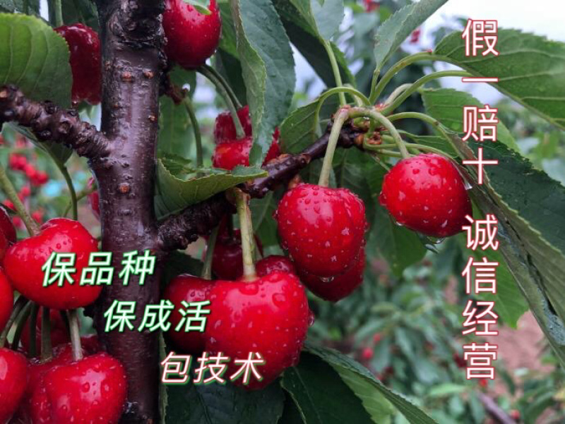 樱桃苗大樱桃苗俄八樱桃苗美早大樱桃树苗