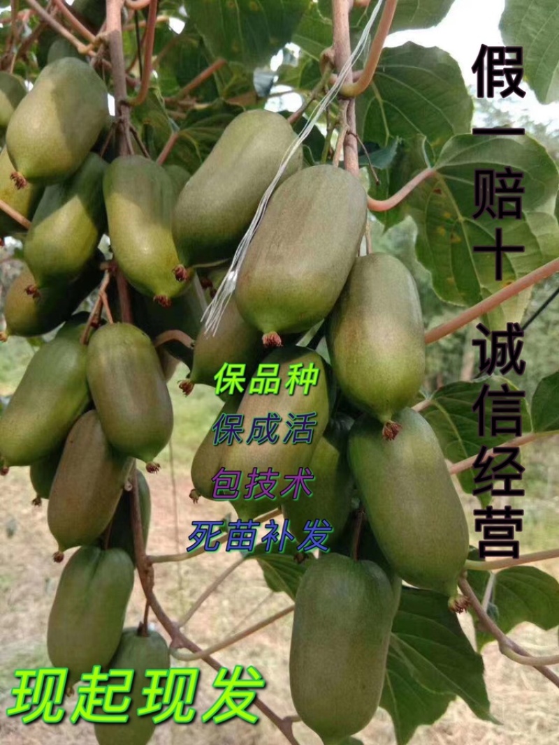 猕猴桃苗，软枣猕猴桃苗，嫁接品种苗一级好苗