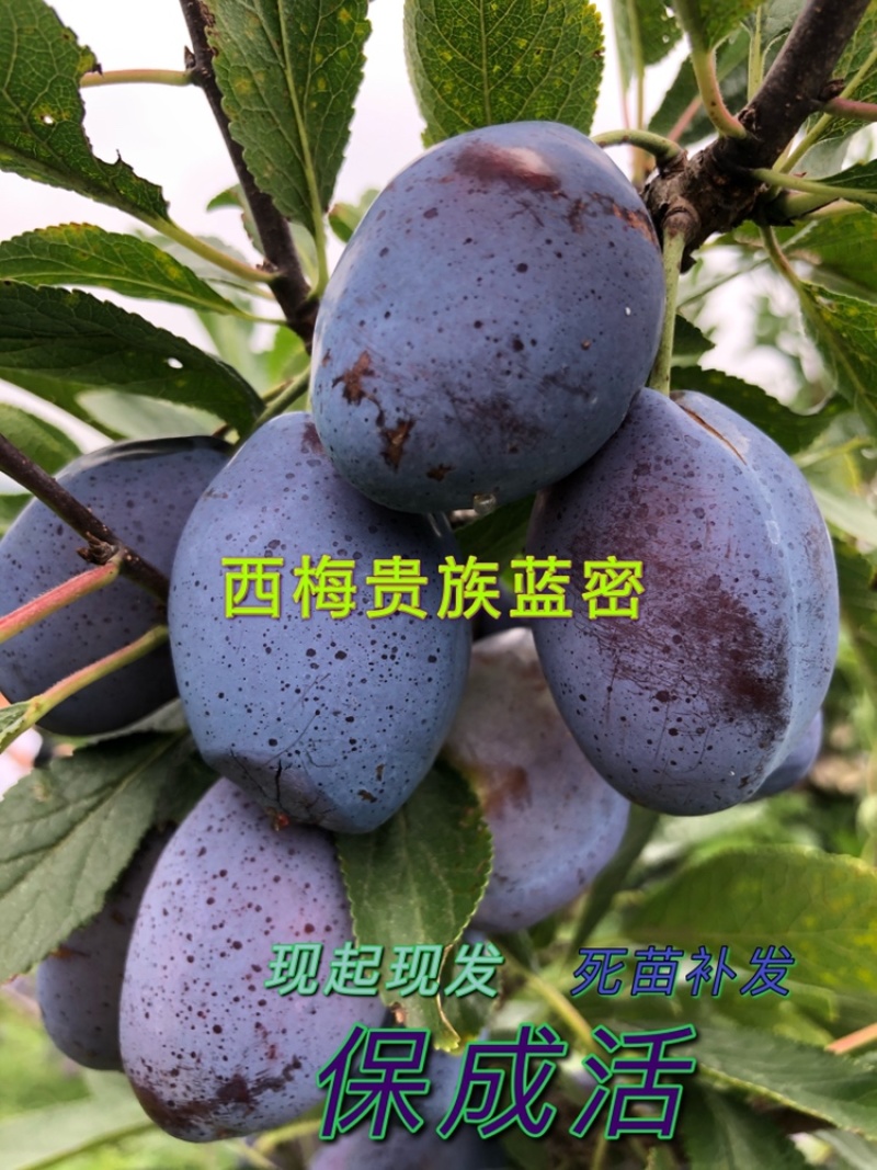 李子苗西梅李子苗0.6com以上一级好苗
