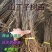 山丁子，石枣子，水秋子辽宁山丁子基地各种规格