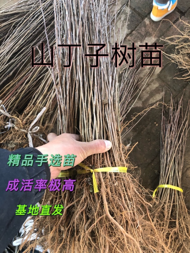 山丁子，石枣子，水秋子辽宁山丁子基地各种规格