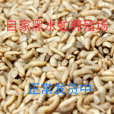 黑水虻幼虫以及黑水虻虫卵常年出售
