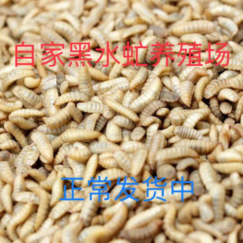 黑水虻幼虫以及黑水虻虫卵常年出售