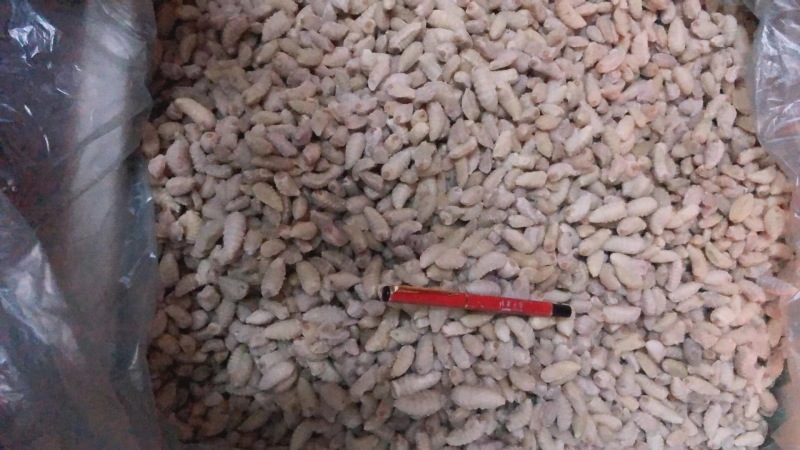 广州伟森批发熟冻土蜂挑屎三级蛹（质量如图）