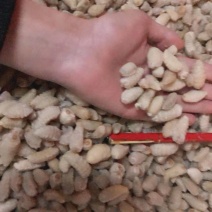 广州伟森批发熟冻土蜂挑屎三级蛹（质量如图）