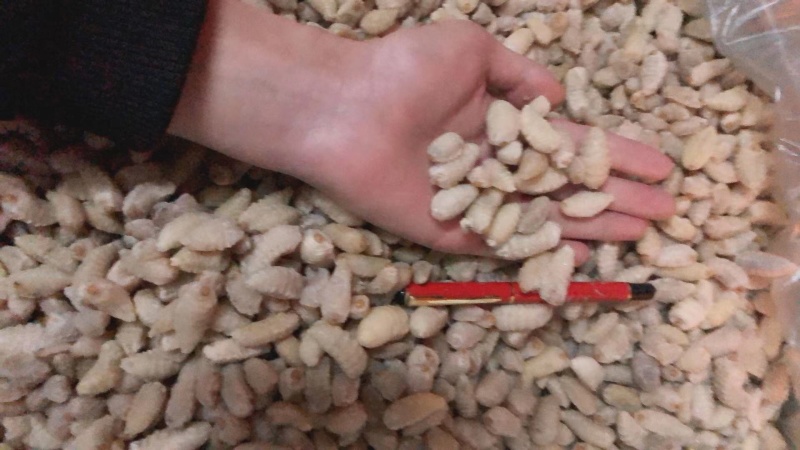 广州伟森批发熟冻土蜂挑屎三级蛹（质量如图）