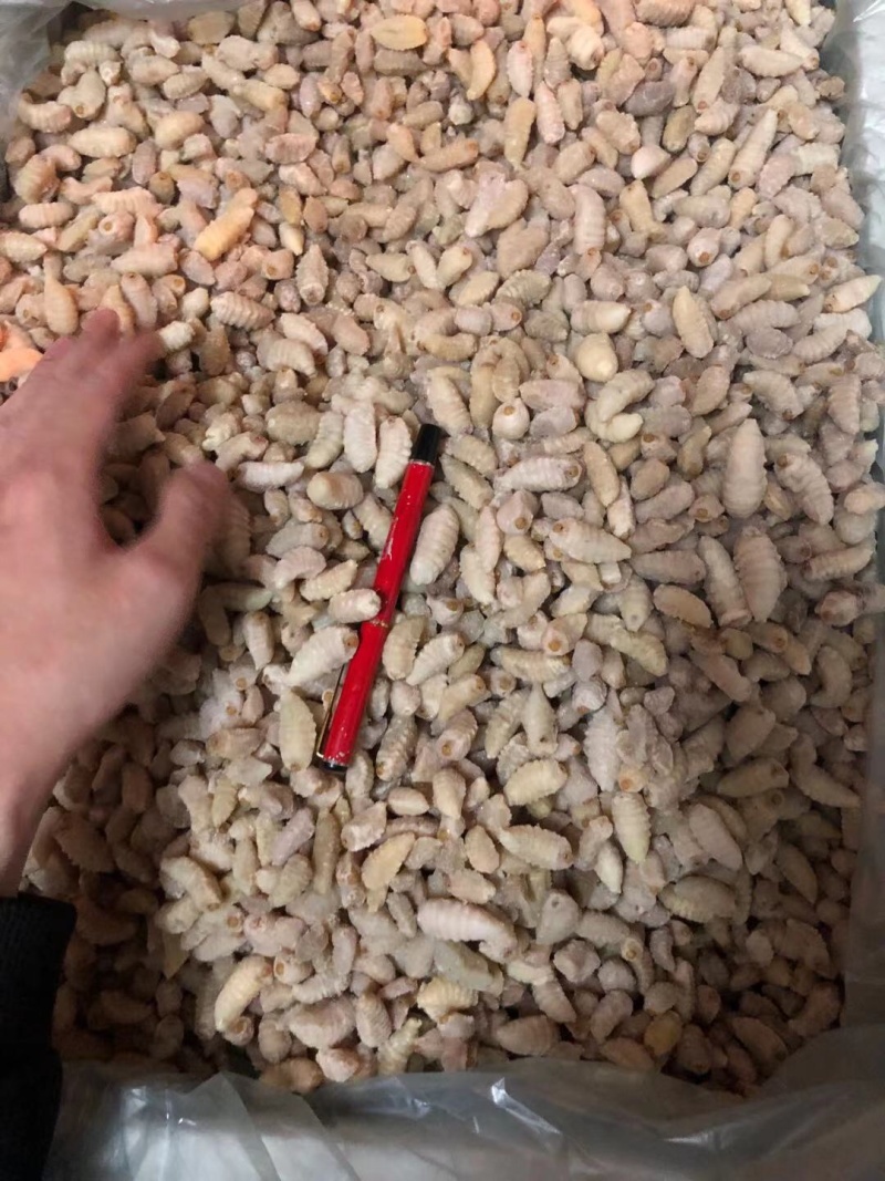 广州伟森批发熟冻土蜂挑屎三级蛹（质量如图）
