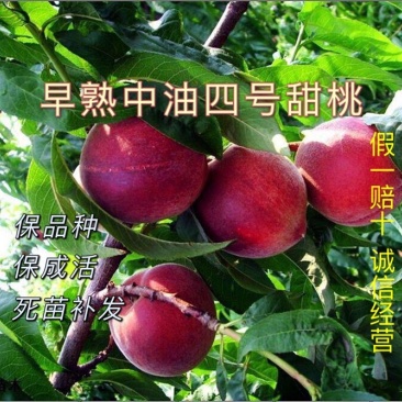 辽宁精品中油四桃苗多品种包成活技术指导现起现卖假一赔十