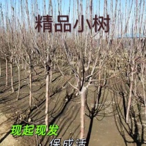 苹果树樱桃树杏树桃树梨树李子树山楂树