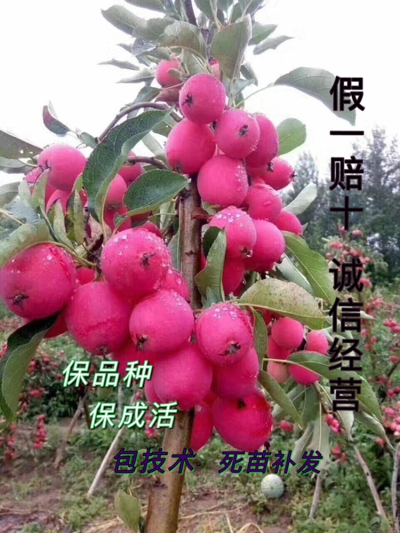 精品鸡心果树苗，果个适中，口感清脆脆甜可口