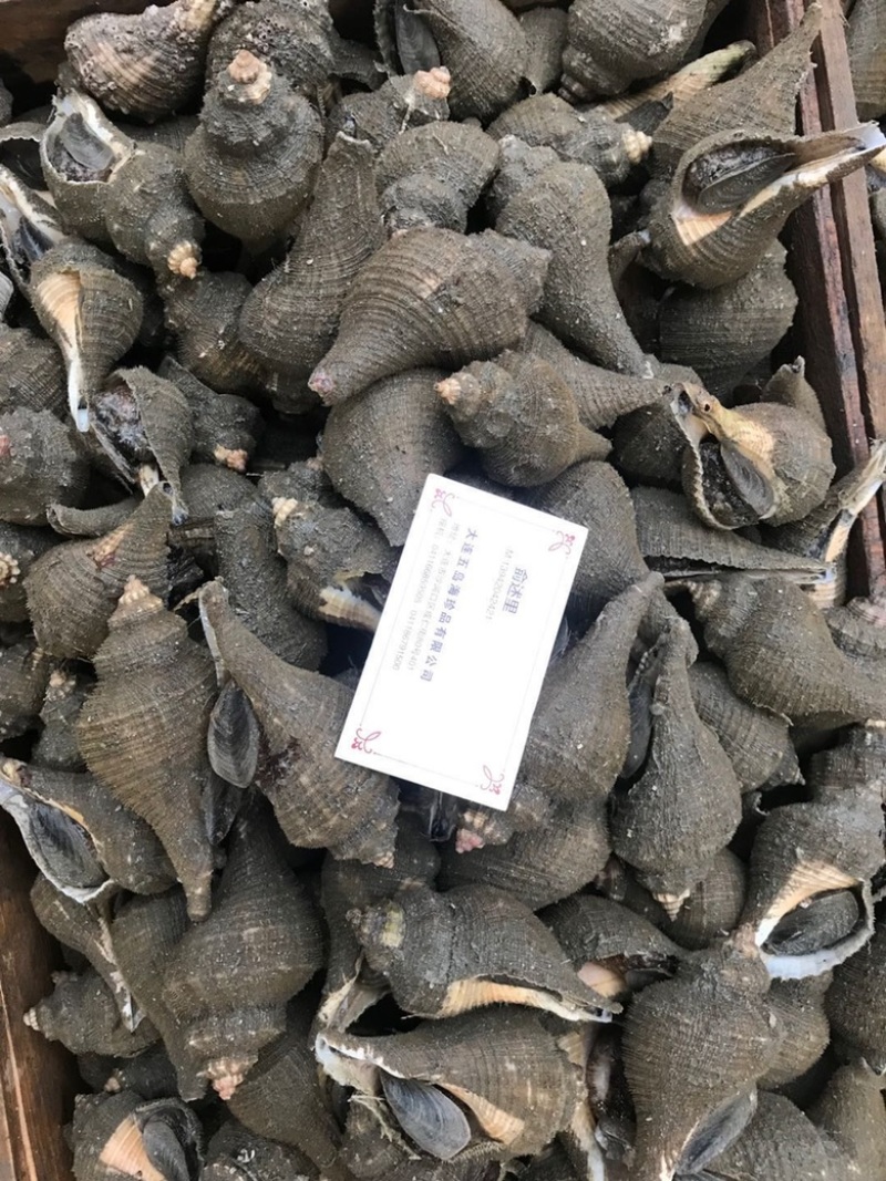 角螺，毛螺，角螺，响螺，毛螺，角螺鲜活批发
