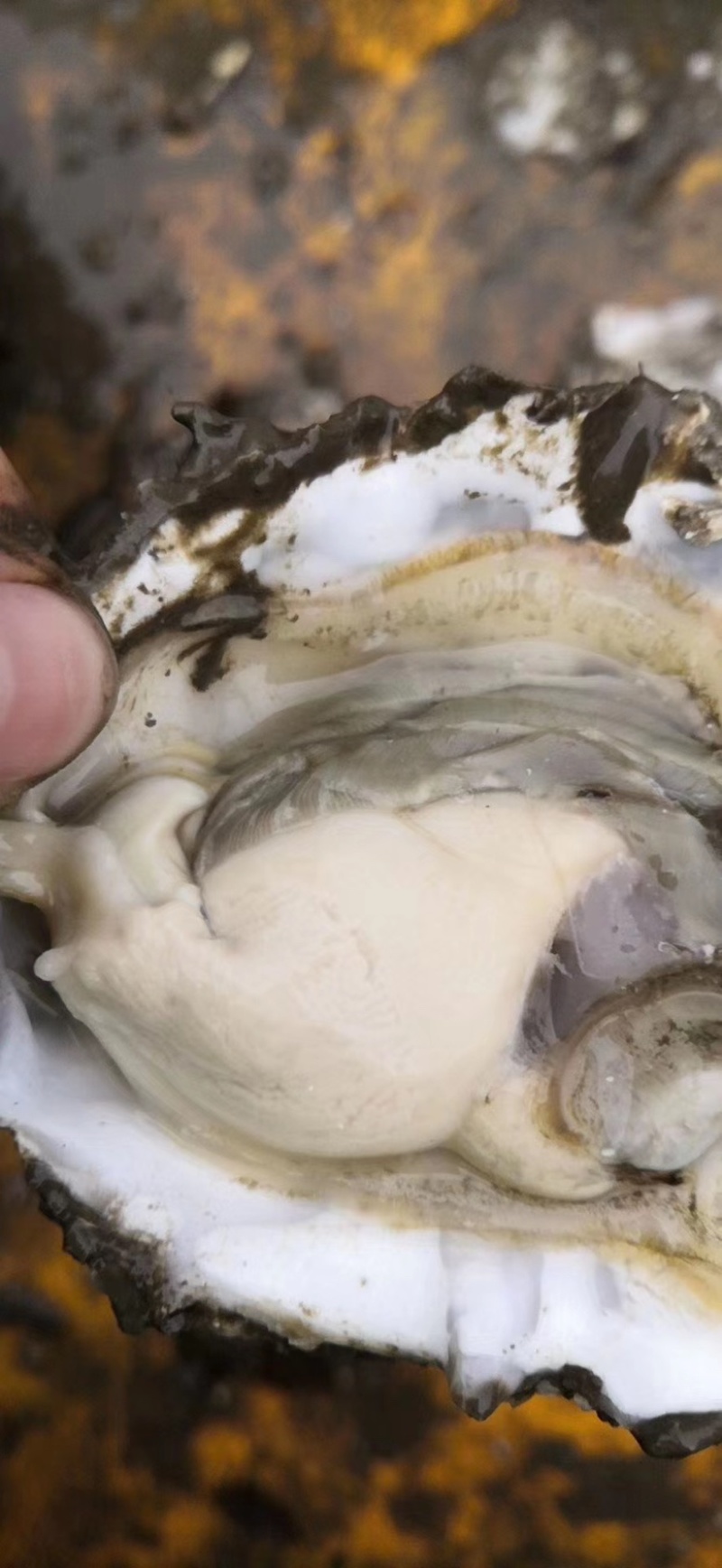 生蚝，三倍体，生蚝统货，各种齐全规格2-5