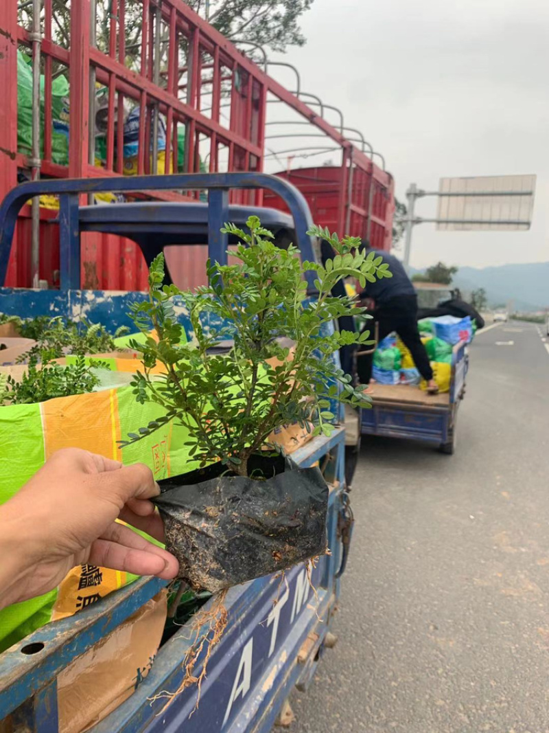 胡椒木苗基地直发包技术指导视频看货全国发货欢迎考察